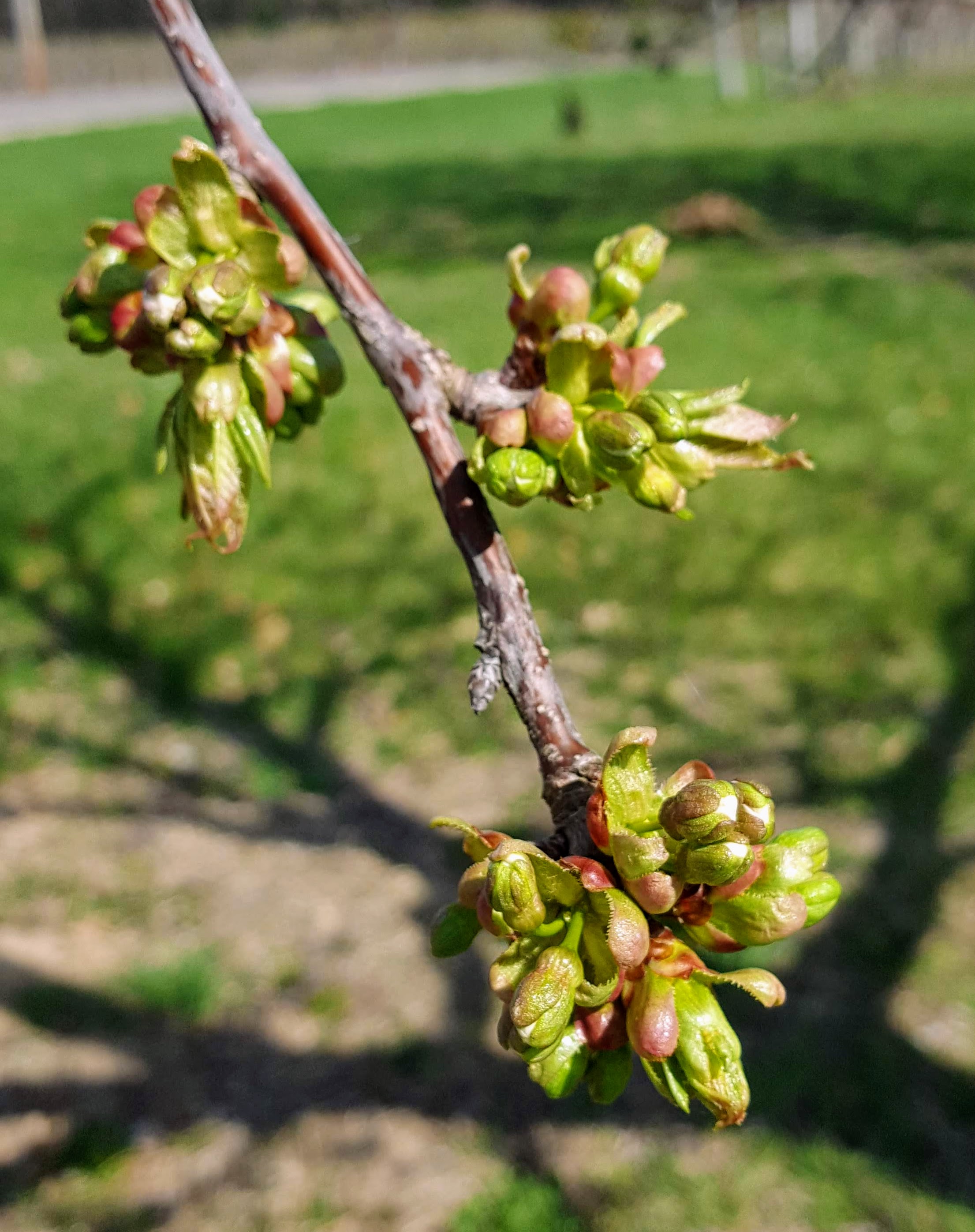 Sweet cherry tight cluster 